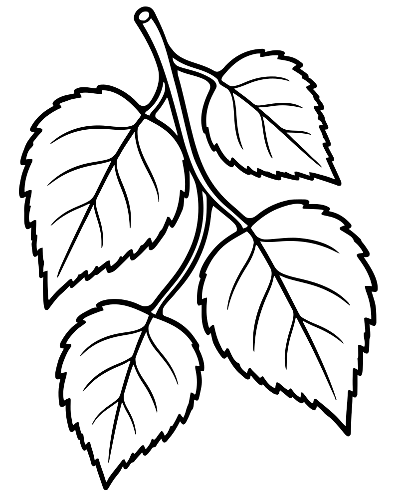 Birch Leaves — Fall Leaves coloring page to print for children