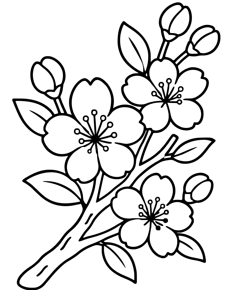 Cherry Blossom Branch — Flower coloring page to print for children