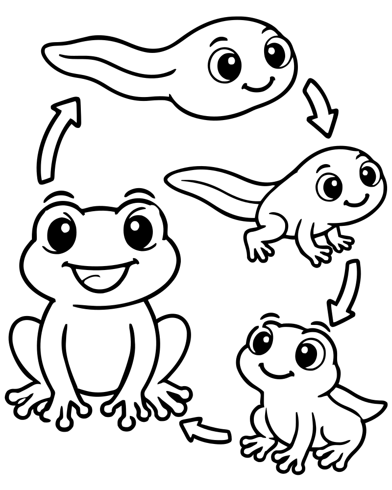 Tadpole to Frog — printable Frog coloring sheet for preschoolers
